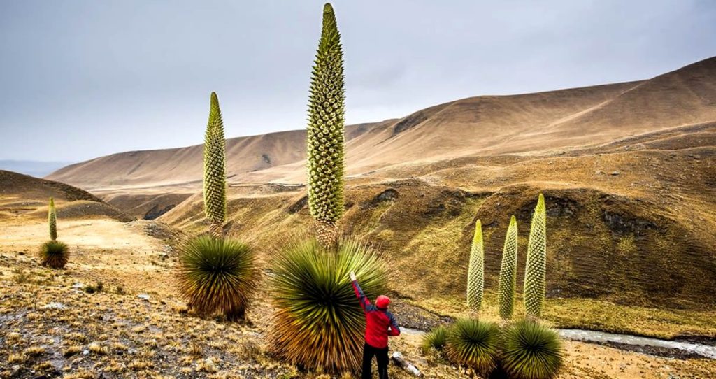 PUYA DE RAYMONDI