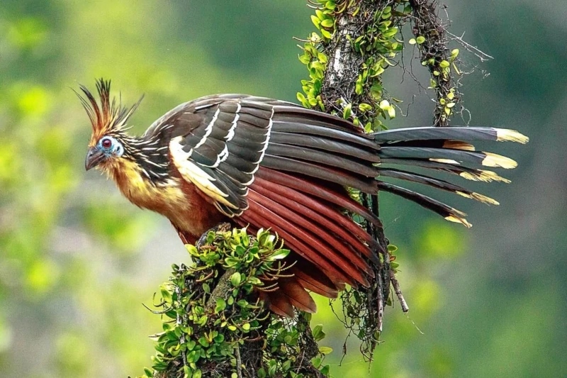 Iquitos - hoatzin