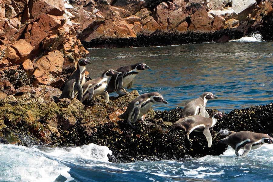 Paracas Pinguinos